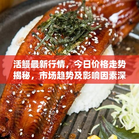 活鳗最新行情，今日价格走势揭秘，市场趋势及影响因素深度剖析