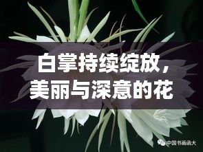白掌持续绽放，美丽与深意的花语之旅