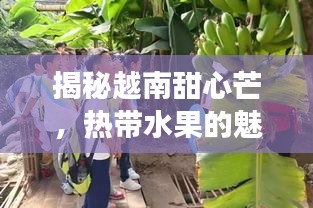 揭秘越南甜心芒，热带水果的魅力探秘之旅