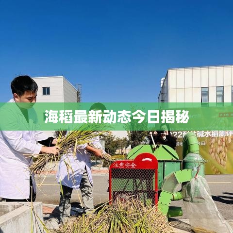海稻最新动态今日揭秘