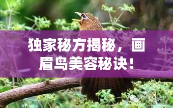独家秘方揭秘，画眉鸟美容秘诀！