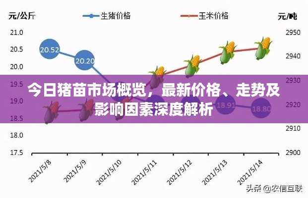 今日猪苗市场概览，最新价格、走势及影响因素深度解析
