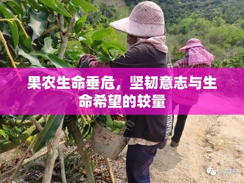 果农生命垂危，坚韧意志与生命希望的较量