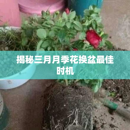 揭秘三月月季花换盆最佳时机