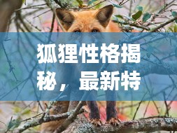 狐狸性格揭秘，最新特点介绍与精彩图片展示