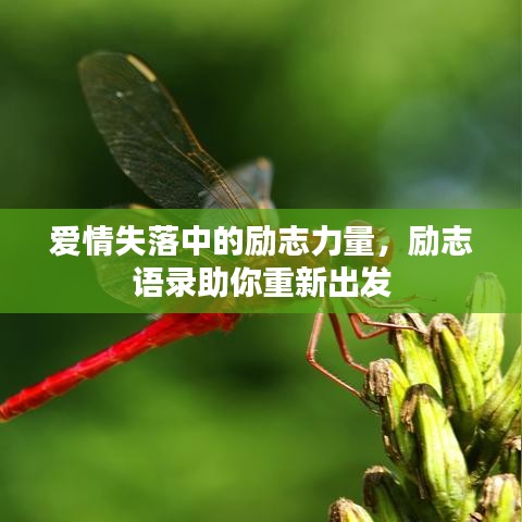 爱情失落中的励志力量，励志语录助你重新出发