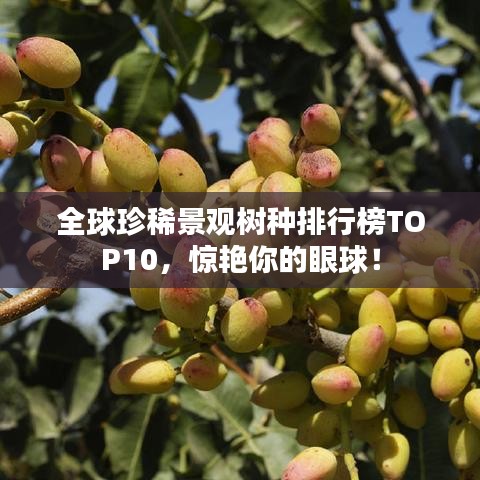 眉目如画