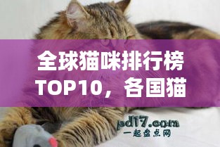 全球猫咪排行榜TOP10，各国猫咪实力比拼！