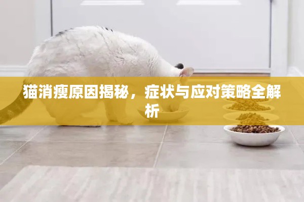 猫消瘦原因揭秘，症状与应对策略全解析
