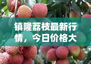 镇隆荔枝最新行情，今日价格大揭秘！