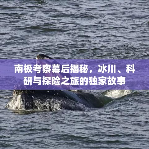 南极考察幕后揭秘，冰川、科研与探险之旅的独家故事
