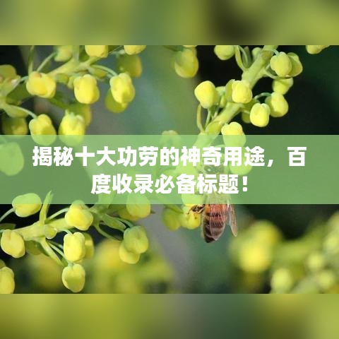 揭秘十大功劳的神奇用途，百度收录必备标题！
