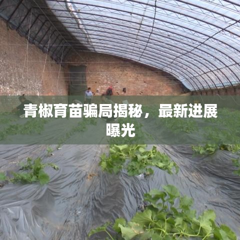 青椒育苗骗局揭秘，最新进展曝光