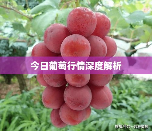 今日葡萄行情深度解析