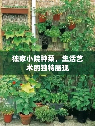 独家小院种菜，生活艺术的独特展现