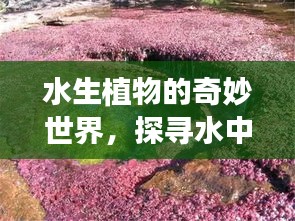 水生植物的奇妙世界，探寻水中的绿意之美