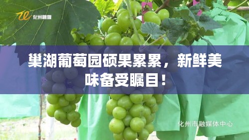 巢湖葡萄园硕果累累，新鲜美味备受瞩目！