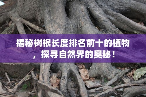 揭秘树根长度排名前十的植物，探寻自然界的奥秘！
