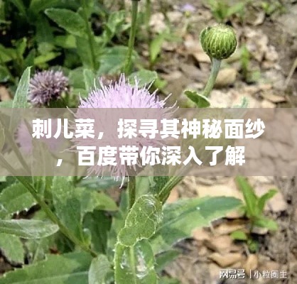刺儿菜，探寻其神秘面纱，百度带你深入了解