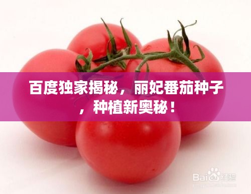 百度独家揭秘，丽妃番茄种子，种植新奥秘！