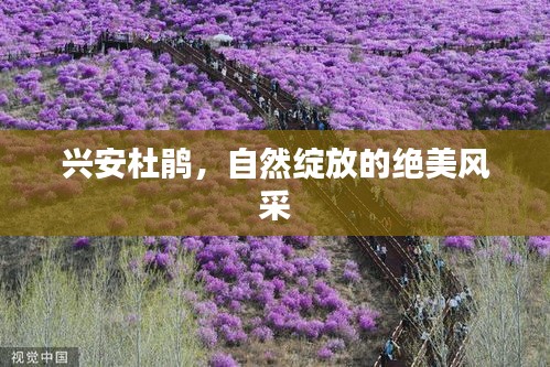 兴安杜鹃，自然绽放的绝美风采