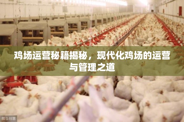 鸡场运营秘籍揭秘，现代化鸡场的运营与管理之道
