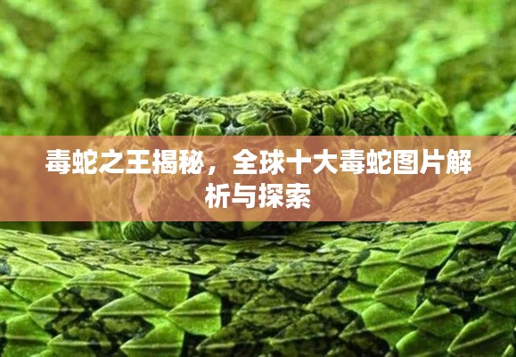 毒蛇之王揭秘，全球十大毒蛇图片解析与探索